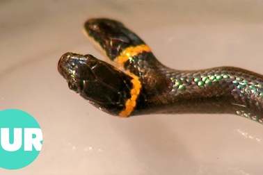 Hình ảnh về rắn hai đầu quý hiếm