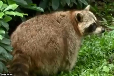 Gấu mèo béo phì, giảm khả năng sinh sản vì ham ăn "của lạ"