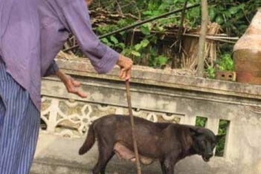 Hà Nội: 6 ca tử vong vì bệnh dại