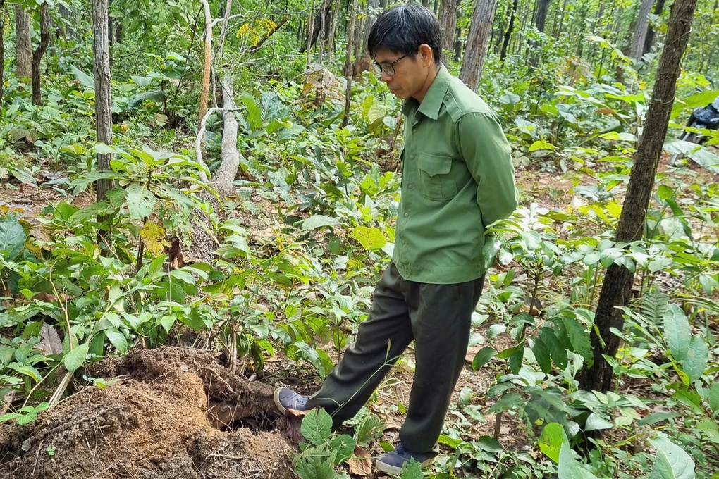 Hai con voi rừng tấn công voi nhà, phá hoại hoa màu - 1 Hai con voi rừng tấn công voi nhà, phá hoại hoa màu - 1