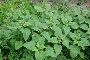 Rau dền có chất chống ung thư