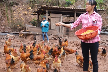 Mô hình giảm nghèo từ nuôi gà đặc sản