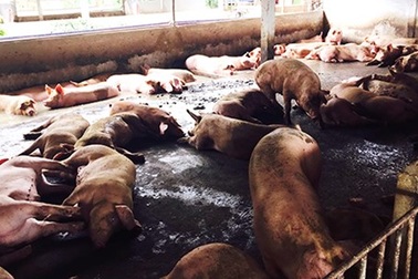 Dùng chất tạo nạc “hô biến” thịt heo thành thịt bò