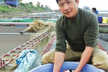 Nuôi đàn "quốc ngư" của Nhật Bản trên sông Hồng, lãi 2 tỷ/năm