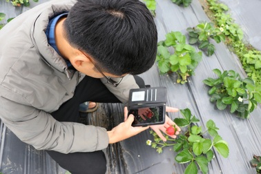 Trồng cây "quý tộc" ở bãi bồi, bán một quả bé xíu bằng giá 2-3 bắp cải