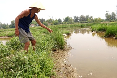 Phạt công ty xả thải làm cá chết trắng bàu 94 triệu đồng