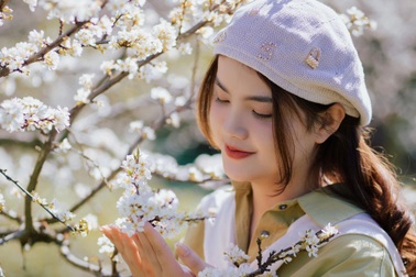 Hoa mận Mộc Châu nở sớm, chủ vườn đón trên 500 khách mỗi ngày