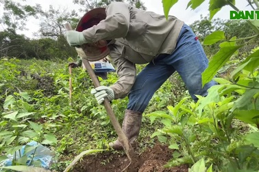 Hang Kia - Pà Cò: Hồi sinh "vết sẹo" đến rừng xanh hy vọng
