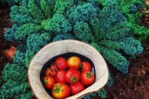 Gia đình ở Đắk Lắk rời phố thị, về quê làm vườn bội thu rau trái