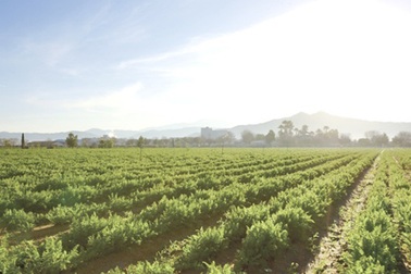 Để sống vui khỏe mỗi ngày