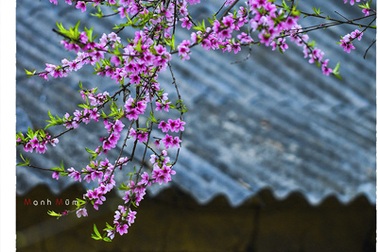 Đẹp lạ lùng những bông đào nở muộn