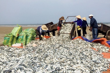 Trúng mẻ cá trích chính vụ, ngư dân thu cả chục triệu đồng/ngày