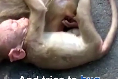 Rơi nước mắt trước khoảnh khắc động vật đau đớn khi mất đi “người thân thích”