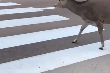 Thú vị chú nai biết đi bộ qua đường đúng luật