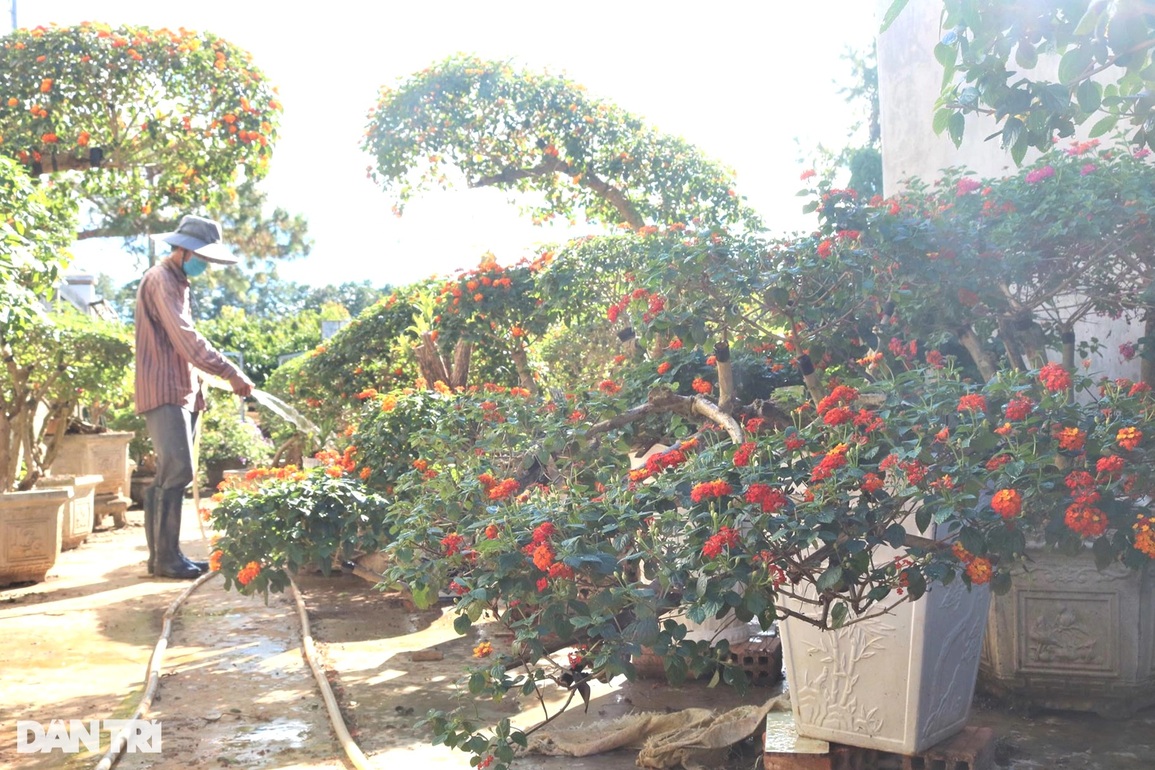 Nông dân hô biến hoa dại thành cây cảnh sặc sỡ, hút khách dịp Tết - 5 Nông dân hô biến hoa dại thành cây cảnh sặc sỡ, hút khách dịp Tết - 5