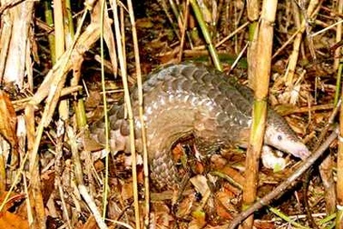 Phát động cuộc thi bảo vệ động vật hoang dã 