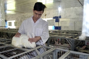 Từ chối làm giảng viên đại học, nuôi thỏ thu 3 tỷ/tháng