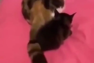 Mèo con bị đánh oan uổng dù không làm gì