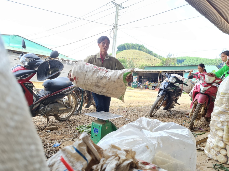 Đắk Nông: Hái “lộc rừng” mùa mưa, bỏ túi nửa triệu đồng mỗi ngày - 1 Đắk Nông: Hái “lộc rừng” mùa mưa, bỏ túi nửa triệu đồng mỗi ngày - 1