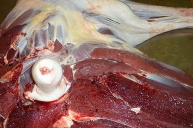 Đà điểu giá rẻ từ 90.000 đồng/kg thực chất là thịt gì?