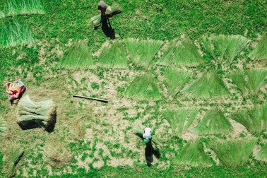 Vẻ đẹp thôn quê bình dị mùa thu hoạch cói ở 'ốc đảo' Hồng Lam