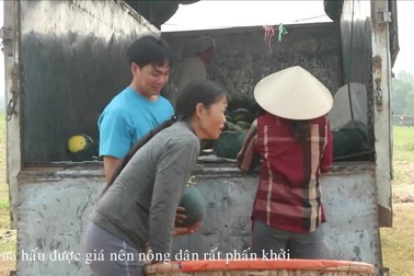 ​Nông dân phấn khởi vì được mùa dưa hấu