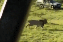 Thế giới động vật: Sư tử đực "muối mặt" vì trượt ngã khi rượt đuổi con mồi