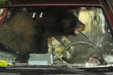 Mỹ: Gấu đen khổng lồ xông lên xe “cướp lái”