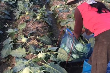 Bán 3 yến su hào mới mua được bát phở