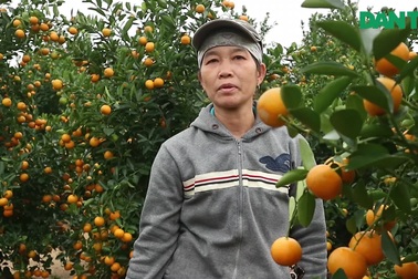 Giá quất giảm sâu, nông dân làng quất Hội An "mỏi mắt" chờ thương lái