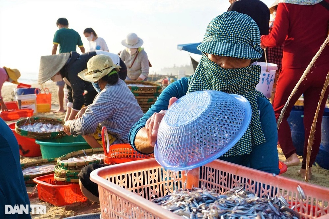 Trúng đậm những mẻ cá tí hon, ngư dân kiếm tiền triệu sau vài giờ ra khơi - 10 Trúng đậm những mẻ cá tí hon, ngư dân kiếm tiền triệu sau vài giờ ra khơi - 10
