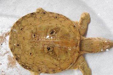 Phát hiện thêm 1 con ba ba hình mặt người