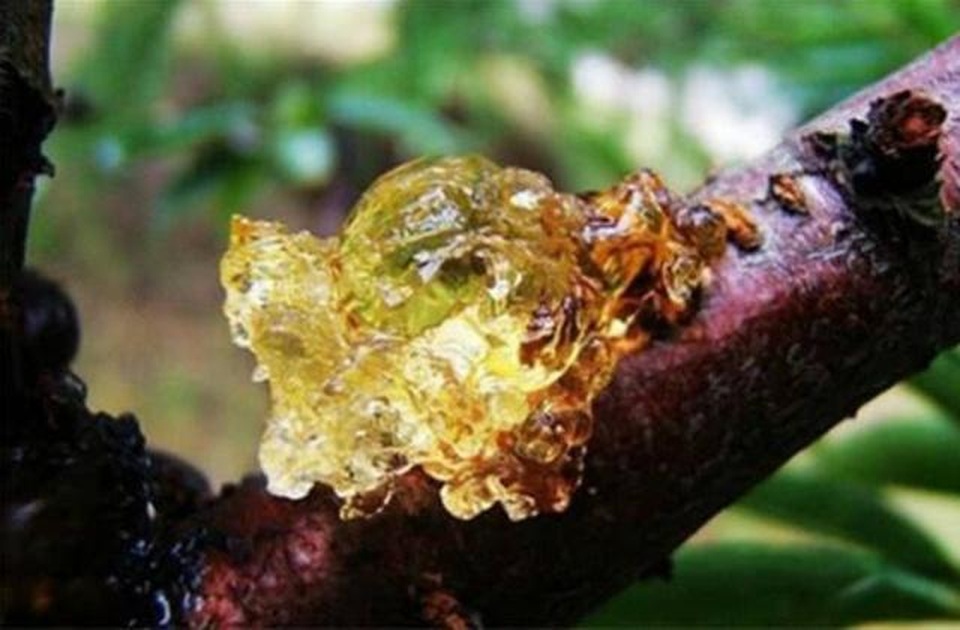 Cây chảy nước mũi, hứng đem bán được hàng trăm nghìn đồng/kg - 2 Cây chảy nước mũi, hứng đem bán được hàng trăm nghìn đồng/kg - 2