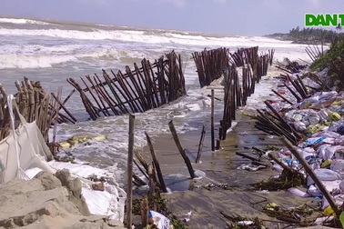 Bờ biển TP Hội An tiếp tục sạt lở hàng trăm mét