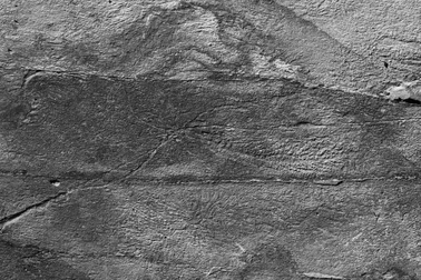 “Mạng xã hội” 500 triệu năm tuổi giúp quái vật biển kì lạ tự nhân bản