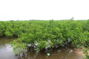 Rừng bần chua, “bức tường” ngăn mặn, chắn sóng vững chắc vùng cửa sông