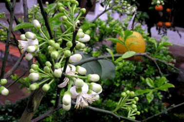 Đi qua mùa hoa bưởi