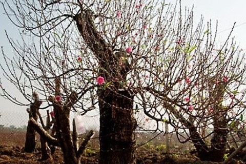 Kỳ lạ chuyện dân buôn lo “giải vía” cho cây cảnh giá “khủng”