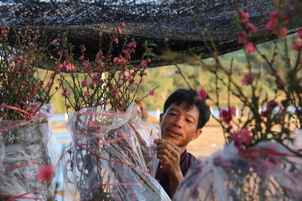 Mùa xuân phương Bắc theo chân hoa đào vào Tây Nguyên - 2 Mùa xuân phương Bắc theo chân hoa đào vào Tây Nguyên - 2