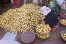 Đà Lạt nhập trên 100 tấn khoai tây Trung Quốc