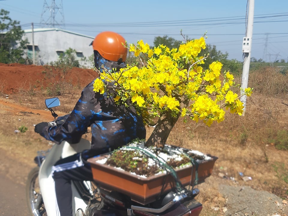 Gia Lai: Người chăm mai cảnh bận rộn với công việc sau Tết - 1 Gia Lai: Người chăm mai cảnh bận rộn với công việc sau Tết - 1