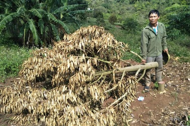 Người đàn ông ngất xỉu tại rẫy khi thấy cả trăm gốc sầu riêng bị chặt phá