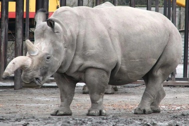 Sinh vật lai ra đời trở thành “cứu tinh” cho loài động vật sắp tuyệt chủng