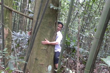 Thái Nguyên: Phát hiện 10 cây chè cổ trên núi