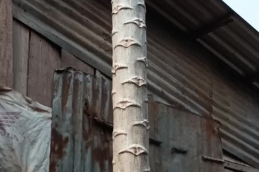 Cây đu đủ đực cao 10,7m gần bằng nhà 3 tầng ở Bình Phước gây xôn xao