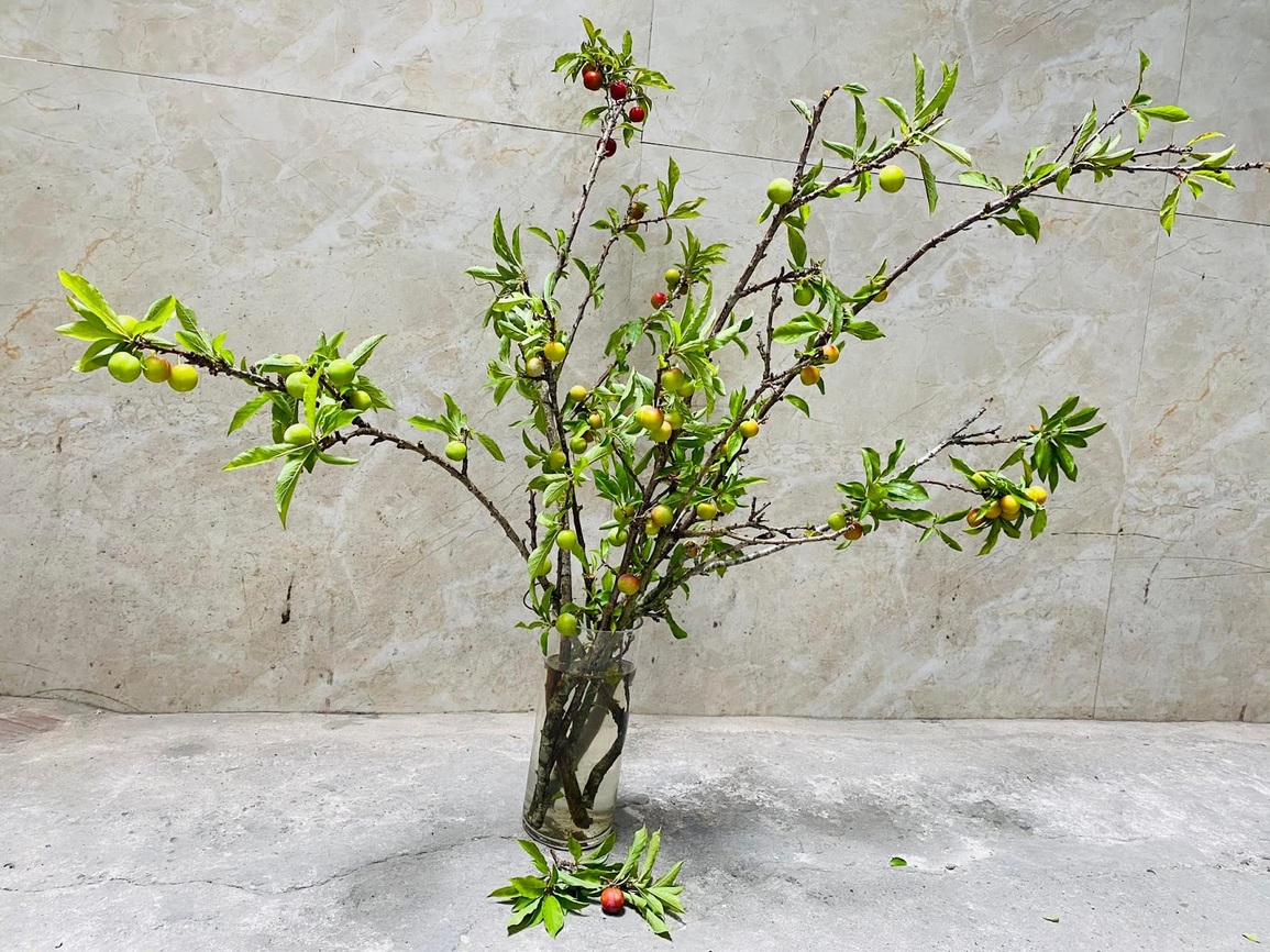 Hội chị em dò dẫm chợ mạng, săn cành mận trĩu quả trưng bày góc nhà - 1 Hội chị em dò dẫm chợ mạng, săn cành mận trĩu quả trưng bày góc nhà - 1