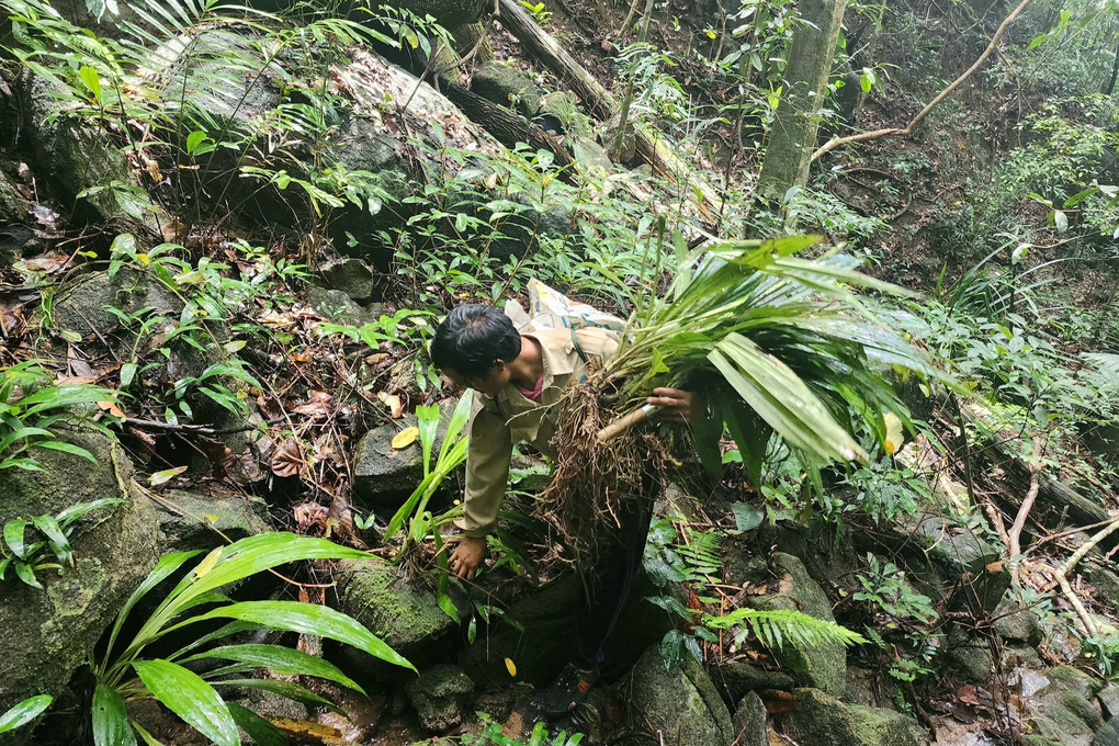 Hiểm nguy nghề băng rừng săn địa lan, mật ong, nấm linh chi - 1 Hiểm nguy nghề băng rừng săn địa lan, mật ong, nấm linh chi - 1