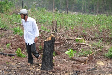 Rủ nhau “giết” rừng, lấn đất