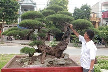 Chiêm ngưỡng "lão" phi lao hình chữ Nhẫn giá bạc tỷ