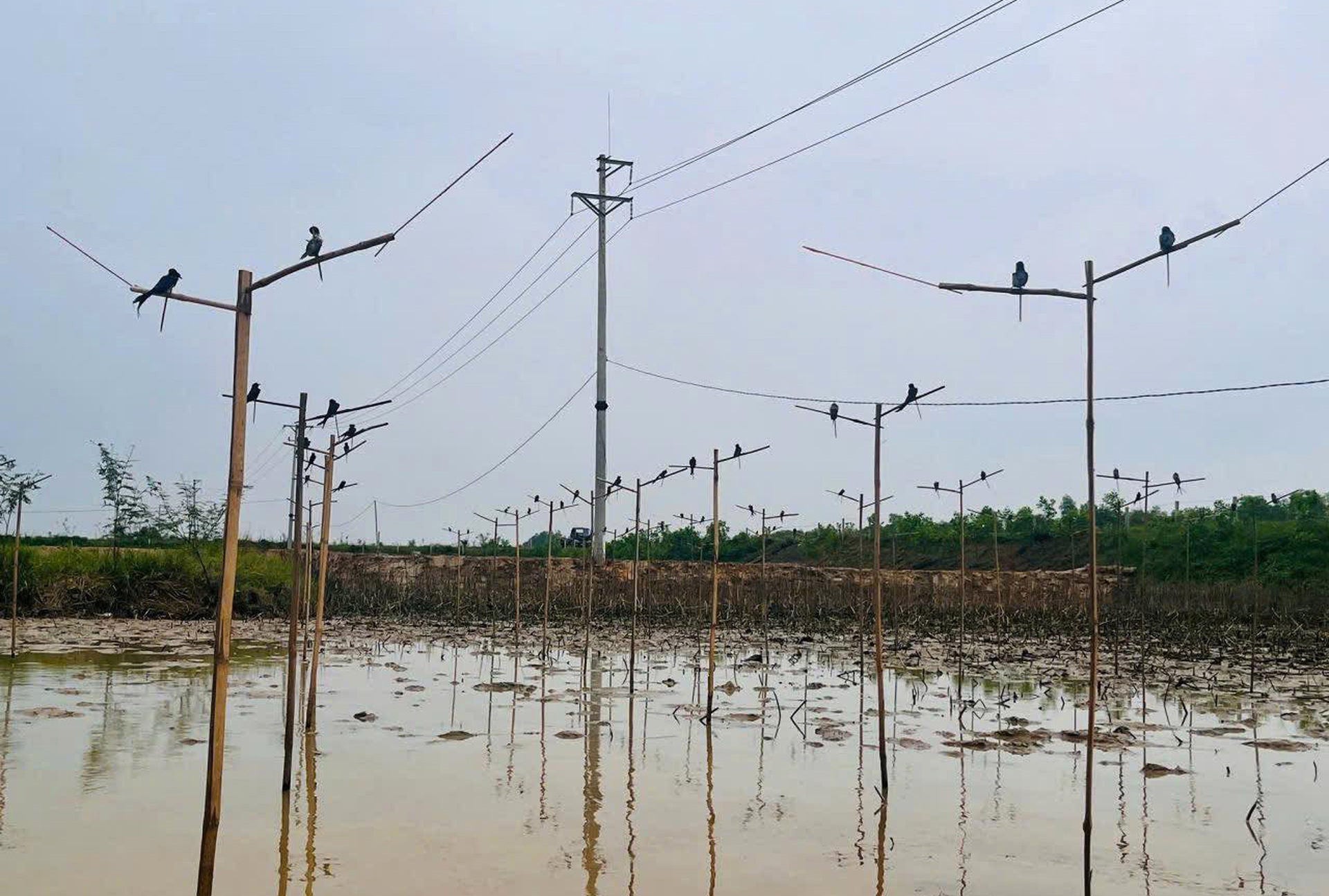 Phá thiên la địa võng, bảo vệ đàn chim trời - 3